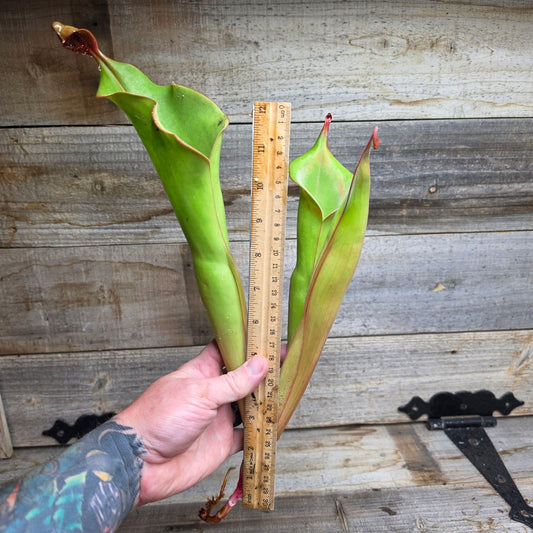 Heliamphora 'Godzilla'