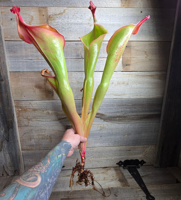 Heliamphora 'Godzilla'