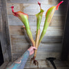 Heliamphora 'Godzilla'