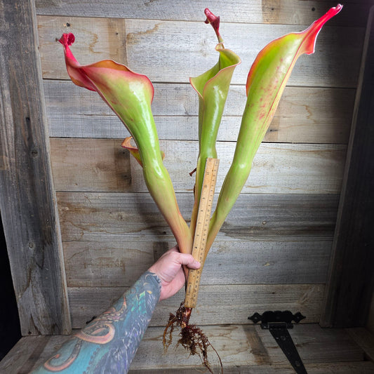 Heliamphora 'Godzilla'