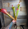 Heliamphora 'Godzilla'