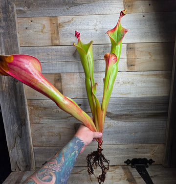 Heliamphora 'Godzilla'