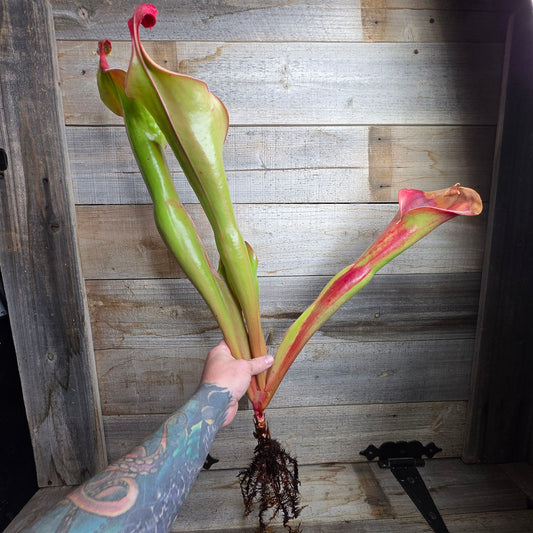 Heliamphora 'Godzilla'