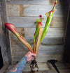 Heliamphora 'Godzilla'