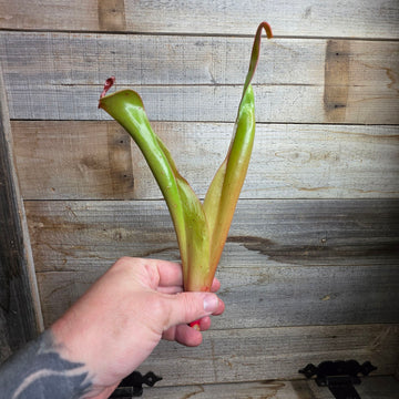Heliamphora 'Godzilla'