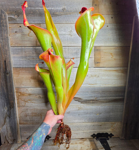 Heliamphora 'Godzilla'