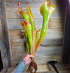 Heliamphora 'Godzilla'