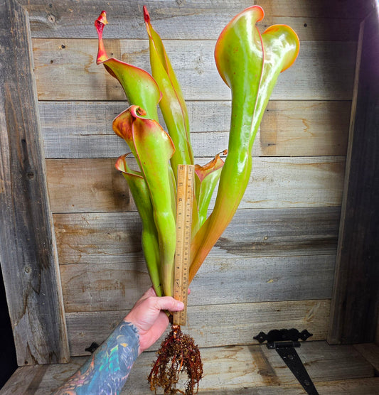 Heliamphora 'Godzilla'