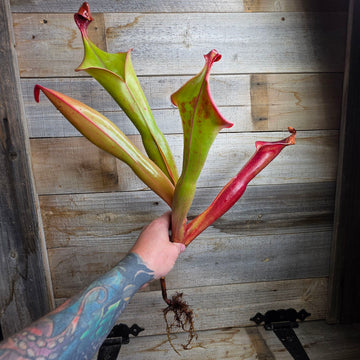 Heliamphora 'Godzilla'