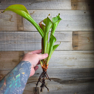 Heliamphora 'Godzilla'