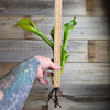 Heliamphora 'Godzilla'