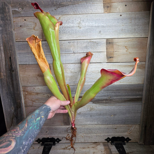 Heliamphora 'Godzilla'