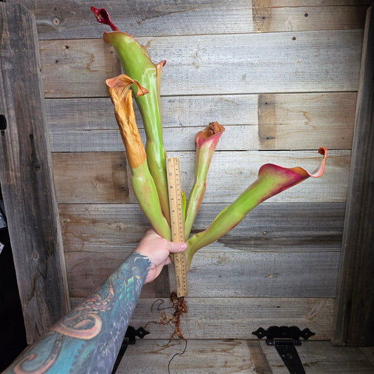 Heliamphora 'Godzilla'