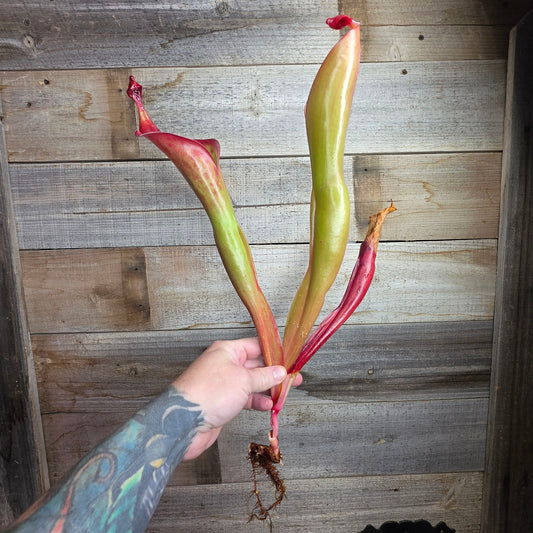 Heliamphora 'Godzilla'