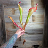 Heliamphora 'Godzilla'