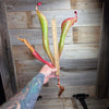 Heliamphora 'Godzilla'