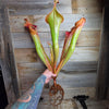 Heliamphora 'Godzilla'