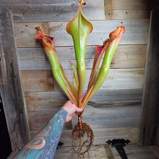 Heliamphora 'Godzilla'