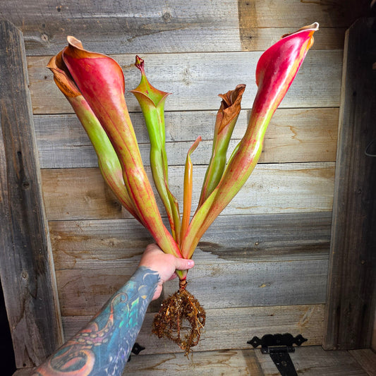 Heliamphora 'Godzilla'