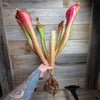 Heliamphora 'Godzilla'