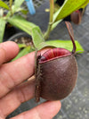 Nepenthes ampullaria "Tricolor"