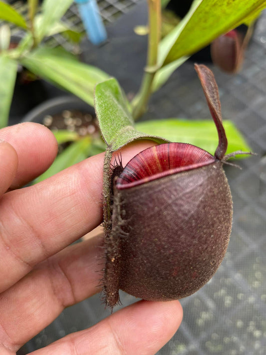 Nepenthes ampullaria "Tricolor"