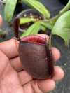 Nepenthes ampullaria "Tricolor"