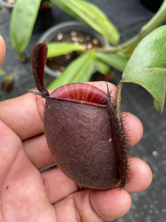Nepenthes ampullaria "Tricolor"