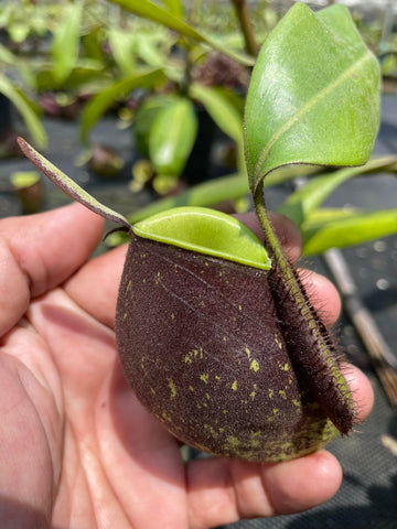 Nepenthes ampullaria "Black"