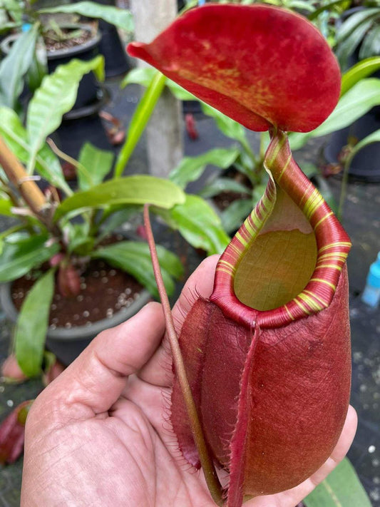 Nepenthes (viking x ampullaria "Red, Striped") x sumatrana ♂