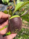 Nepenthes ampullaria "Black"