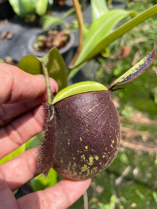 Nepenthes ampullaria "Black"