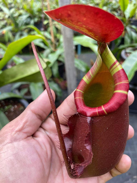 Nepenthes (viking x ampullaria "Red, Striped") x sumatrana ♂