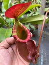 Nepenthes (viking x ampullaria "Red, Striped") x sumatrana ♂