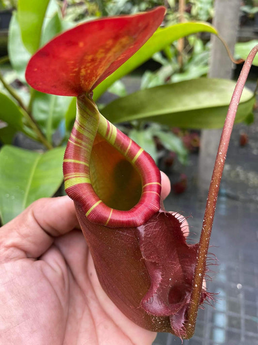 Nepenthes (viking x ampullaria "Red, Striped") x sumatrana ♂