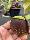 Nepenthes ampullaria "Black"