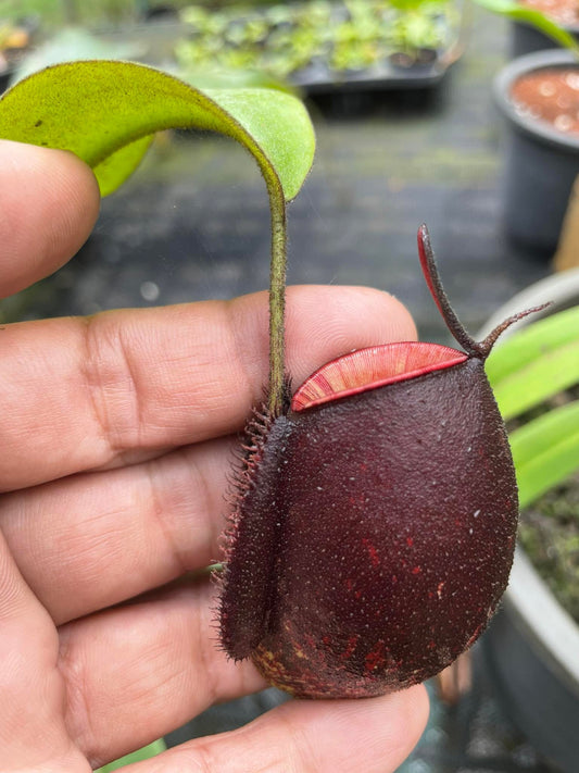 Nepenthes ampullaria "Tricolor"