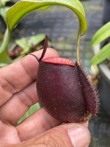 Nepenthes ampullaria "Tricolor"