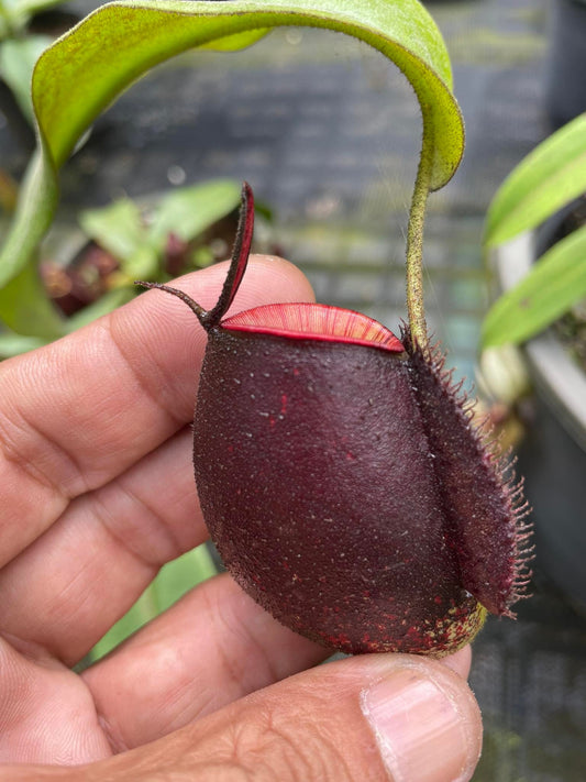 Nepenthes ampullaria "Tricolor"