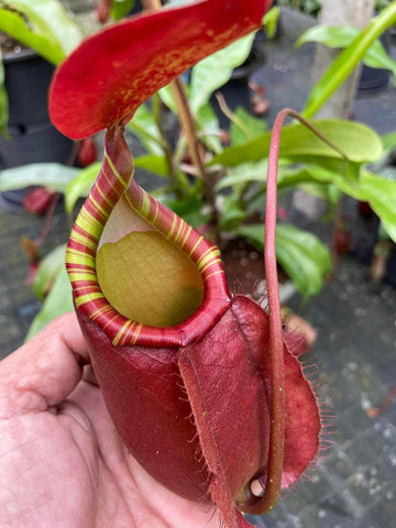 Nepenthes (viking x ampullaria "Red, Striped") x sumatrana ♂