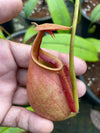 Nepenthes bicalcarata