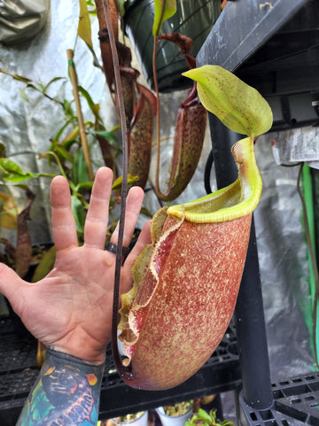 Nepenthes 'Suki'