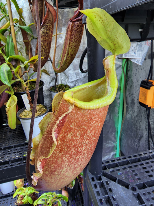 Nepenthes 'Suki'